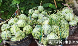 宁明吃瓜爆料是真的吗,真相揭秘，是真是假？